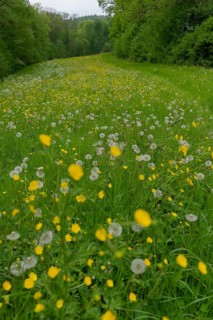 Flower meadow in the Swabian-Franconian Forest nature park Park, dandelion, Buttercup, spring, May,