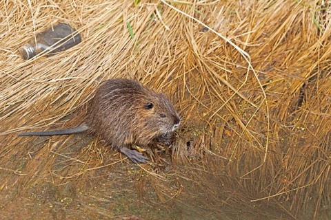 Nutria (Myocastor coypus) young animal, rubbish, Wilhelmsburg, Hamburg, Germany, Europe