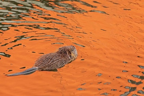 Nutria (Myocastor coypus) young animal swimming, Wilhelmsburg, Hamburg, Germany, Europe