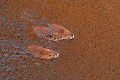 Three Nutria (Myocastor coypus) young animals swimming, Wilhelmsburg, Hamburg, Germany, Europe