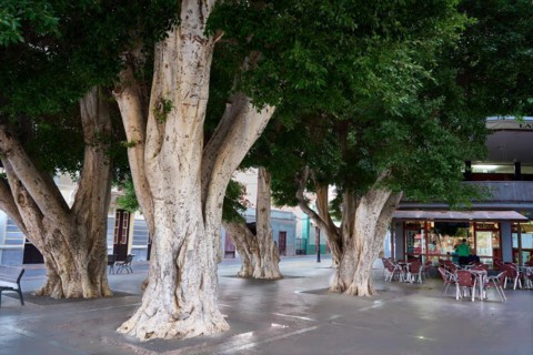 Old, massive trees in the Plaza de la Constitucion, gajumaru (Ficus microcarpa), also known as