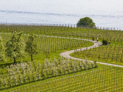 Blossoming landscape in spring, orchards and vineyards, aerial view, cycle tour along winding cycle