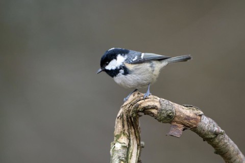 Coal tit (Parus ater), adult bird, Dingdener Heide nature reserve, North Rhine-Westphalia, Germany,