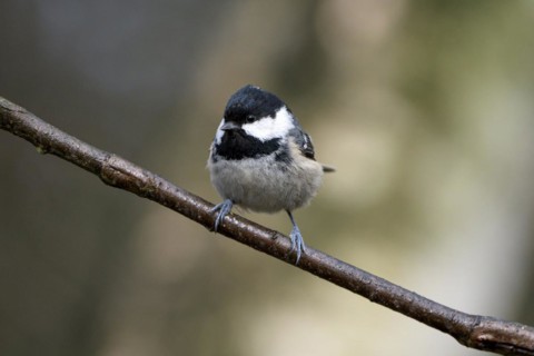 Coal tit (Parus ater), adult bird, Dingdener Heide nature reserve, North Rhine-Westphalia, Germany,