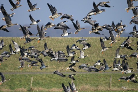 Greater white-fronted goose (Anser albifrons) and barnacle goose (Branta leucopsis), flock of geese