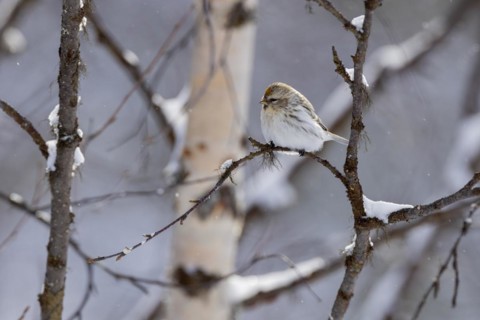 Northern arctic redpoll (Acanthis hornemanni), in the snow, Kaamanen, Finland, Europe