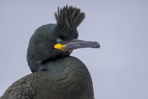 Common shag (Phalacrocorax aristotelis), portrait, feather crest, winter, Hornoya, Hornoya,