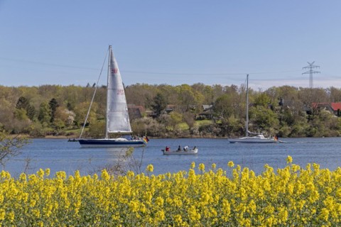 Sailing boat, herring fishing, rape field, Rabelsund, Rabel, Kappeln, Schlei, Schleswig-Holstein,