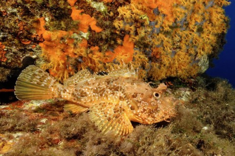Red scorpionfish (Scorpaena scrofa) spreading all fins lying on ledge waiting for prey, behind reef