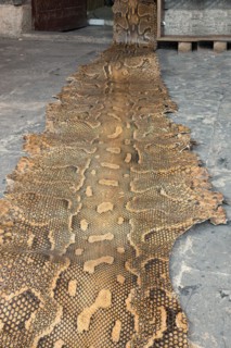 Boa Snake skin, Sanliurfa bazaar, Turkey, Asia