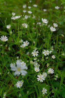 Stitchwort (Stellaria) in the Streifleswald, Swabian-Franconian Forest Nature Park, spring, April,