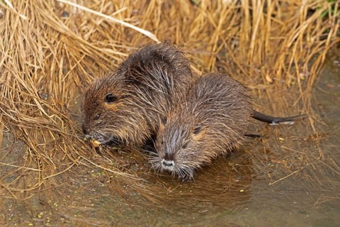 Two Nutria (Myocastor coypus) young animals, Wilhelmsburg, Hamburg, Germany, Europe