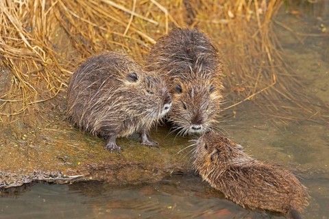 Three Nutria (Myocastor coypus) young animals nudge their snouts together, Wilhelmsburg, Hamburg,