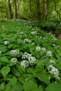 Ramson in bloom in the Kupfertal, Neufels, Neuenstein-Neufels, hiking, recreation, nature, copper,