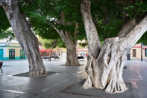 Old, massive trees in the Plaza de la Constitucion, gajumaru (Ficus microcarpa), also known as