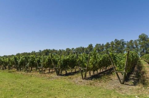 Beautiful vine of European grapes in Uruguayan winery in Canelos region. Moscato grapes