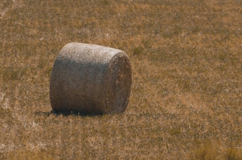 Beautiful panoramic view of hay bales in a uruguay farm field. Clear sky