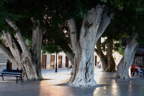 Old, massive trees in the Plaza de la Constitucion, gajumaru (Ficus microcarpa), also known as