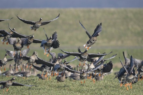 Greater white-fronted goose (Anser albifrons), flock of geese taking off, Bislicher Insel, Xanten,