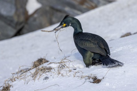 Common shag (Phalacrocorax aristotelis), collects nesting material, feathers, winter, in the snow,