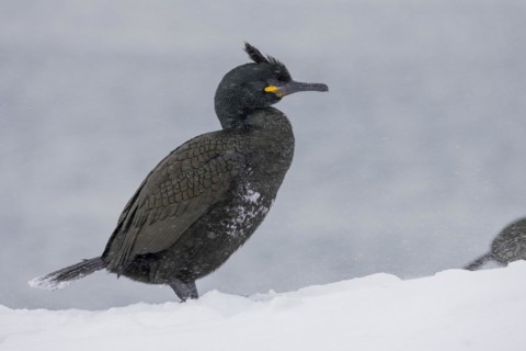 Common shag (Phalacrocorax aristotelis), plumage, winter, snow drift, Hornoya, Hornoya,