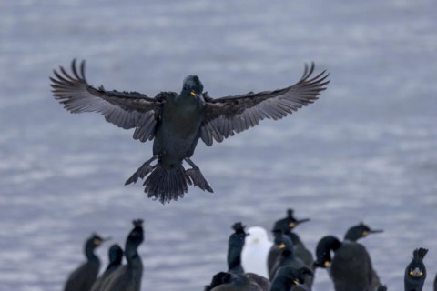 Common shag (Phalacrocorax aristotelis), lands, feather crest, winter, in the snow, Hornoya,
