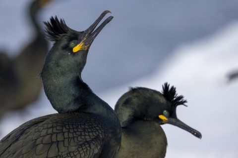 Common shag (Phalacrocorax aristotelis), pair, plumage, winter, in the snow, Hornoya, Hornoya,