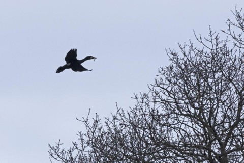 Great cormorant (Phalacrocorax carbo) with prey in its beak, Geltinger Birch, Goldhoeft, Nieby,