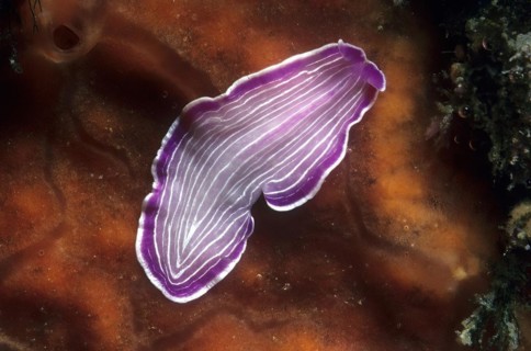 Purple ribbon planarian (Prostheceraeus roseus) Pink striped flatworm with longitudinal stripes