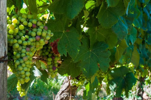 Beautiful vine of European grapes in Uruguayan winery in Canelos region. Moscato grapes