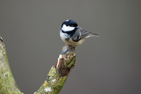 Coal tit (Parus ater), adult bird, Dingdener Heide nature reserve, North Rhine-Westphalia, Germany,