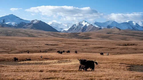 Glaciated and snow-covered mountains, yaks grazing on the plateau in autumnal mountain landscape