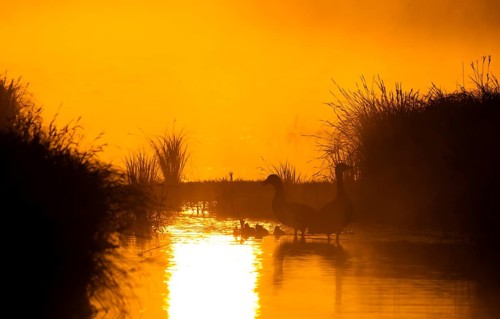 Greylag geese (Anser anser), gosling, morning mood, sunlight, backlight, water, Lower Austria