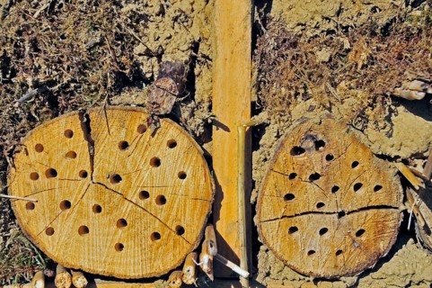 Nesting aid for wild bees and other insects with wooden logs, wild bee nesting aid, insect nesting