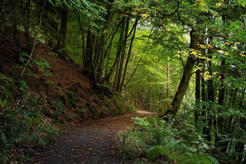 A forest path in a mixed forest with many beech trees in autumn. A chestnut tree to the right of
