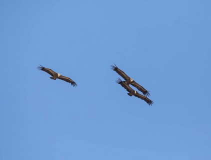 Griffon vulture (Gyps fulvus), Monfraguee National Park, Extremadura, Castilla La Mancha, Spain,