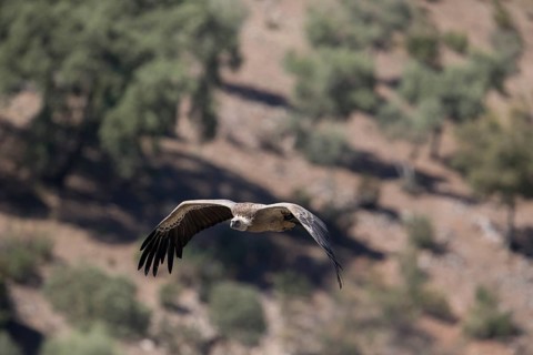 Griffon vulture (Gyps fulvus), Monfraguee National Park, Extremadura, Castilla La Mancha, Spain,