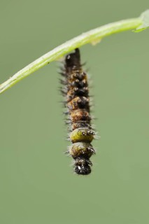 Small tortoiseshell (Nymphalis urticae, Aglais urticae), caterpillar shortly in front of pupation,