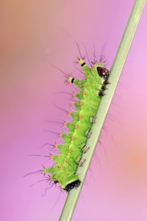 Indian luna moth (Actias selene), caterpillar, captive, occurrence in Asia