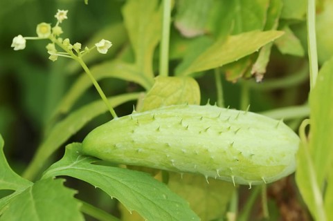 Caigua (Cyclanthera pedata), fruit and flower, native to South America