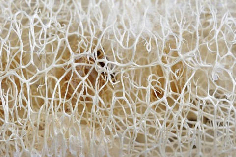 Sponge cucumber (Luffa aegyptiaca, Luffa cylindrica), fibrous interior of the ripe fruit, used as a