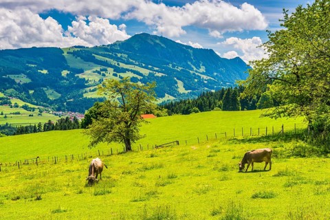 Allgaeu Brown Swiss cattle, (Bos primigenius taurus), behind them the Gruenten, 1783m, Oberallgaeu,