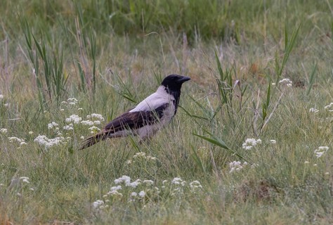 Hooded Crow (Corvus cornix)