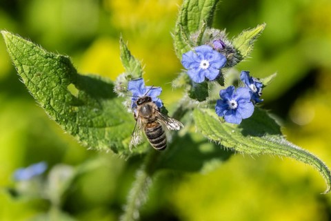 Honey bee (Apis mellifera) on Spanish ox tongue (Pentaglottis sempervirens), Emsland, Lower Saxony,
