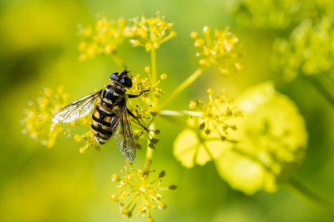 Common cone hoverfly (Myathropa floria), Emsland, Lower Saxony, Germany, Europe