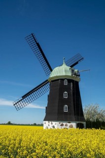 Windmill type Dutchman that was in use 1825, 1958, surrounded by blooming rapeseed fields and