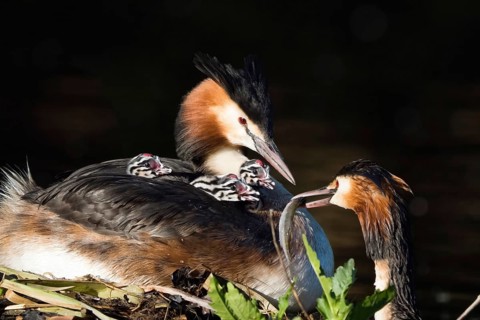 Two great crested grebe (Podiceps cristatus) in close-up with three chicks on their backs, in the