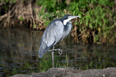 Black-headed heron (Ardea melanocephala) stands by a pond, Serengeti National Park, Tanzania,