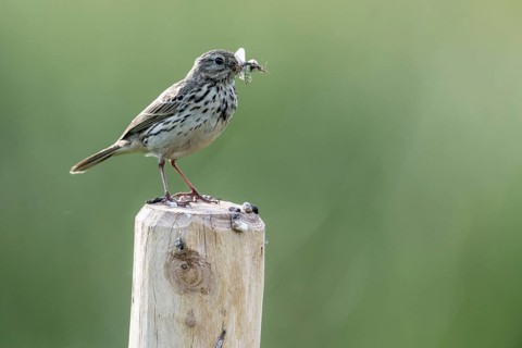 Meadow pipit (Anthus pratensis with insects in its beak), Emsland, Lower Saxony, Germany, Europe