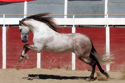 Andalusian, Andalusian horse, Antequerra, Andalusia, Spain, Europe